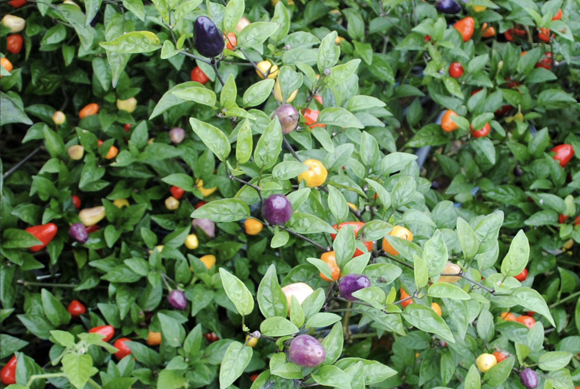 Chinese Five-Color Hot Pepper